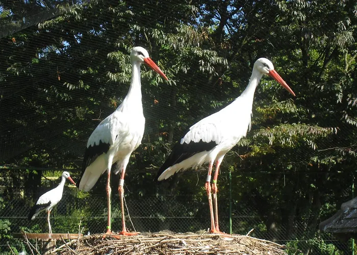 Muscat En Alsace Sur La Route Des Vins